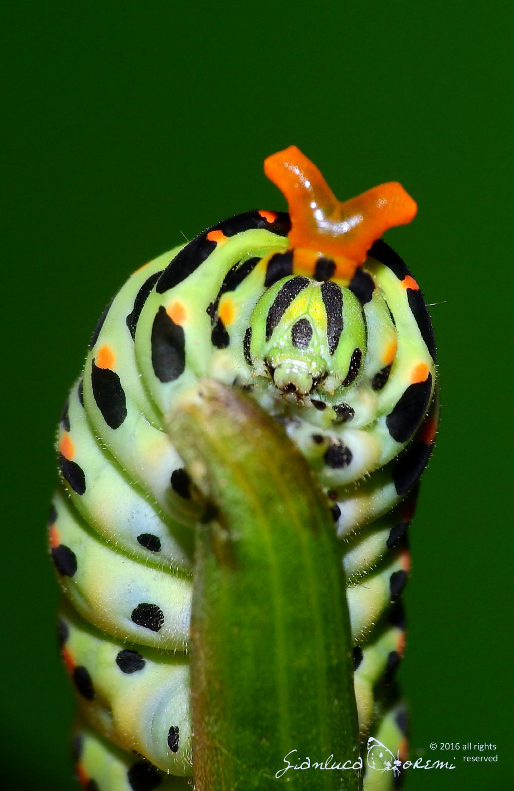 Finalmente  nata - Papilio machaon, Papilionidae